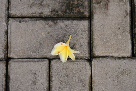 A single yellow plumeria blossom rests on a weathered concrete paver surface, creating a striking contrast between the delicate flower and the rough texture of the ground.の写真素材