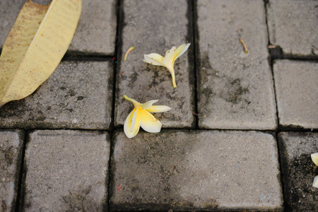Close-up view of delicate yellow and white plumeria flowers scattered on a weathered grey cobblestone surface, along with a large yellow leaf, creating a serene and natural compositionの写真素材
