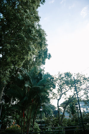A beautiful shot of tropical trees, including palm trees, with streetlights, under a bright sky. Great for nature and travel themes.の写真素材