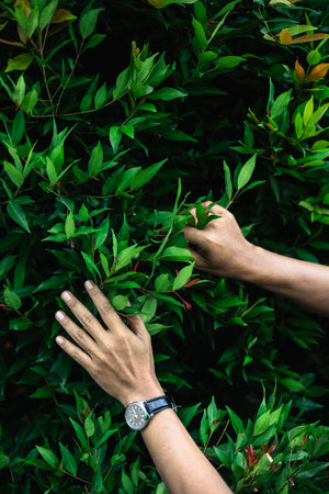 A man's hands are gently holding branches of a lush green bush, showcasing the beauty of nature.の写真素材