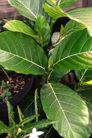 A close-up shot of lush green leaves with prominent veins in a potted plant, creating a vibrant...