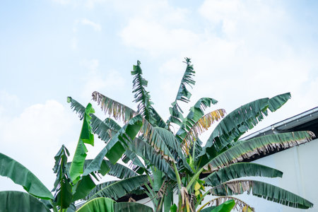 Lush green and partially yellowed banana tree leaves stand tall against a bright, slightly cloudy sky, with a glimpse of a white building&#39;s roof.の写真素材