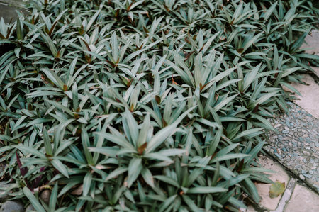 Close-up view of lush green and purple-hued plant leaves forming a dense ground cover, with a textured stone and concrete path visible on the side. Some leaves have water droplets.の写真素材