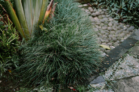A close-up view of a lush, dense clump of green ornamental grass, surrounded by other tropical foliage and a textured stone and concrete path in an outdoor garden.の写真素材
