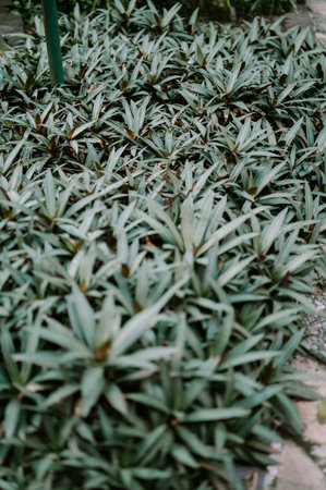 A vibrant, dense bed of Rhoeo spathacea (Oyster plant) foliage, showcasing lush green and blue-green leaves with subtle hints of purple. Perfect for natural backgrounds.の写真素材