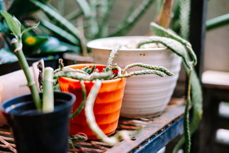 A diverse collection of healthy potted succulents and houseplants sits on a rustic metal shelf, showcasing vibrant greenery in a natural, home garden setting.の写真素材