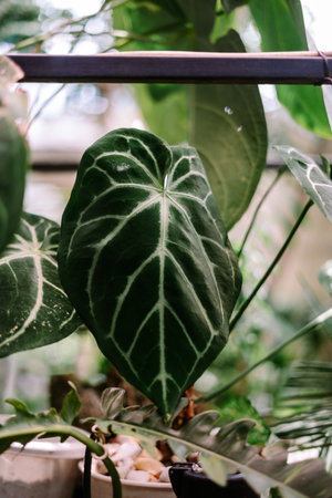 Close-up of a dark green tropical plant leaf featuring striking white venation. This lush foliage thrives in a botanical garden setting, showcasing nature's intricate beauty and natural patternsの写真素材