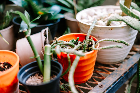 A close-up view of various potted green plants, including succulents and a bamboo stalk, arranged on a weathered metal rack. This home garden collection offers a natural, decorative display.の写真素材