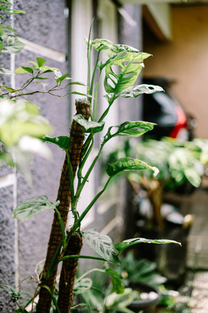 A vibrant Monstera Adansonii, also known as the Swiss cheese plant, thrives on a moss pole. Its distinctive green leaves with natural holes bring unique tropical beauty to an outdoor home setting.の写真素材
