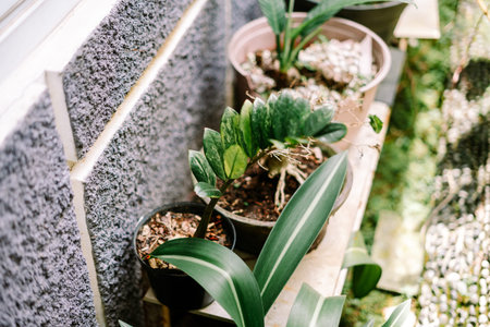 A vibrant collection of green potted plants thrives on an outdoor ledge, bathed in natural sunlight....