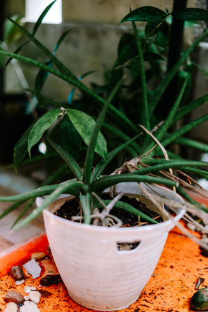 A vibrant green houseplant in a textured white pot sits on a bright orange tray, adorned with spilled soil and decorative pebbles. Perfect for home decor or gardening concepts.の写真素材