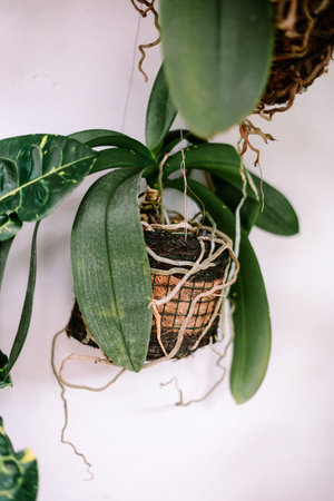 Close-up of a vibrant orchid plant with prominent aerial roots, thriving in a natural fiber hanging pot against a bright white wall. Ideal for botanical and home decor concepts.の写真素材