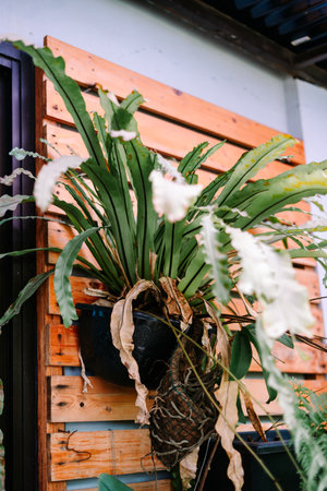 A vibrant bird's nest fern, known for its long, wavy leaves, displayed in a planter mounted on a rustic wooden pallet wall. This indoor or outdoor plant provides a touch of natural beauty andの写真素材