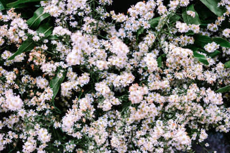 A beautiful, soft focus, close-up shot of numerous small white flowers with yellow centers, surrounded by lush green foliage, creating a serene natural background.の写真素材
