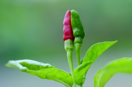 Chily Pepperの写真素材