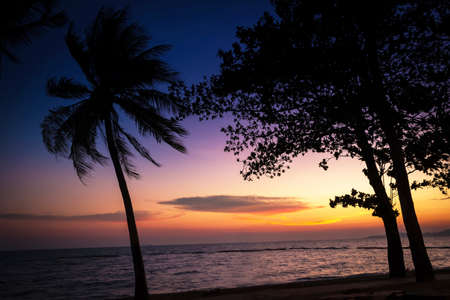 Trees silhouette nice sky sunset backgroundの写真素材