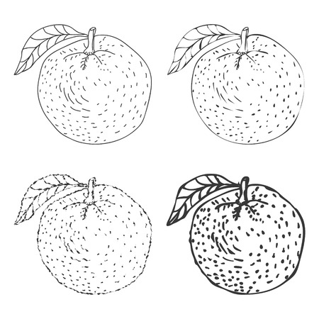 Set of four Hand Drawn Orange Fruits Vector illustrationのイラスト素材