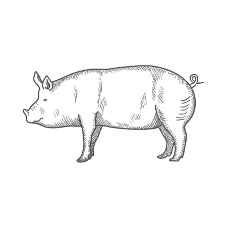 Pig vintage engraved illustration isolated on a white background. Vector illustrationのイラスト素材