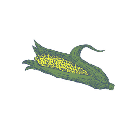 Hand Drawn Corn illustration.のイラスト素材