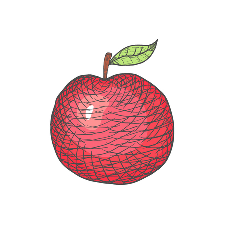 Hand Drawn Engraved Apple on White Background. Vector illustrationのイラスト素材