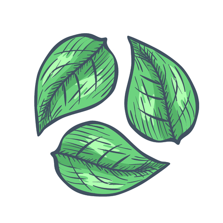 Three Green Leaves Recycle Sign. Vector illustrationのイラスト素材