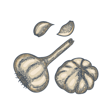 Hand Drawn Garlic Sketch Vintage Engrave. Vector illustrationのイラスト素材