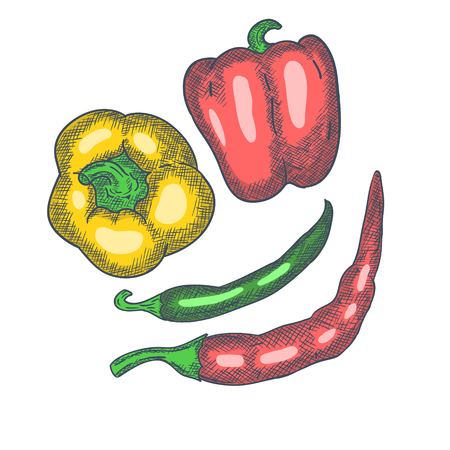Pepper Hand Drawn Sketch Vintage Engrave Style. Vector illustrationのイラスト素材