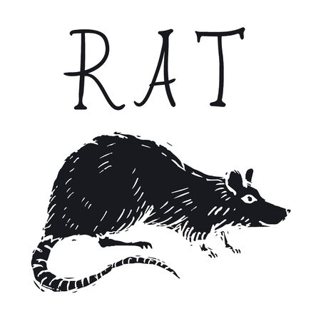 Rat or Mouse Hand Drawn on white background. Vector illustrationのイラスト素材