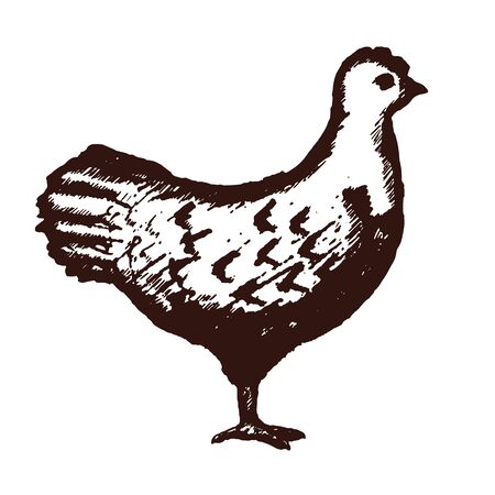 Chicken Hand Drawn on White Background. Vector illustrationのイラスト素材