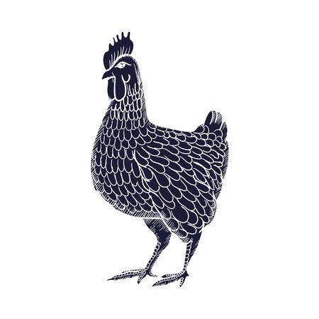 Hen or chicken hand drawn with contour lines on white background. Elegant monochrome drawing of domestic farm poultry bird. illustration in vintage woodcut, engraving or etching style. Vector illustrationのイラスト素材