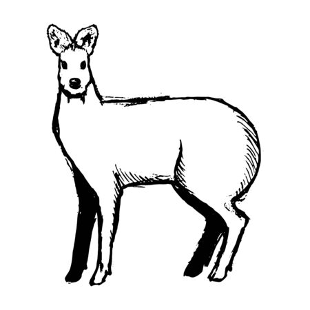 Hand Drawn Musk Deer Sketch on white. Vectorのイラスト素材