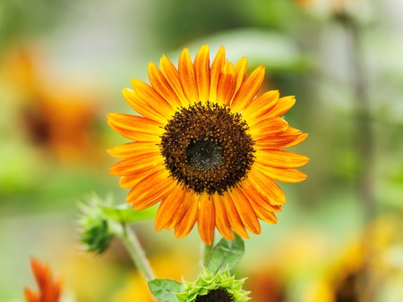 Sunflower の写真素材