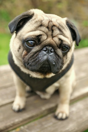 Cute and sad Pug Dogの素材