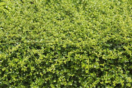 Green bush in gardenの写真素材