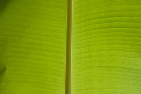 Bright banana leafの写真素材