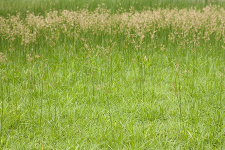 green grass in the parkの写真素材