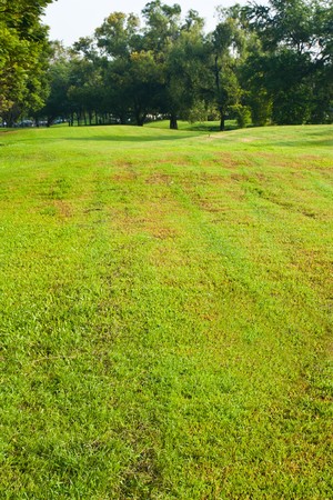 Green lawn during the day.の写真素材