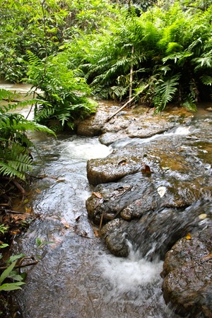 Water flow in the middle of the forest streams.の写真素材