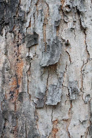 Old bark in the gardenの写真素材
