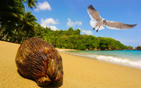 Seagull and coconut at tropical beachの写真素材