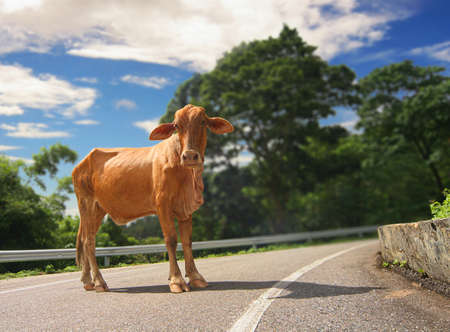 Curious caribbean cowの写真素材