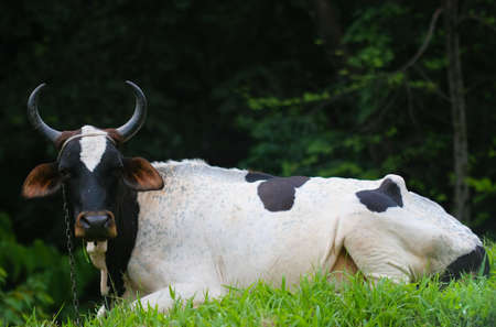 chained cowの写真素材