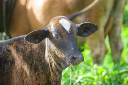 calf