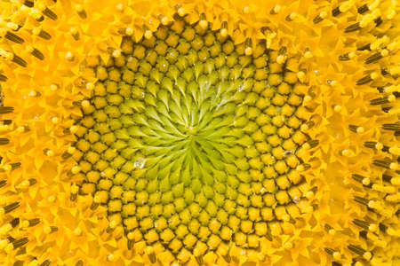 into the sunflowerの写真素材