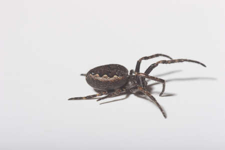 A spider crawling around, on a white background.の写真素材
