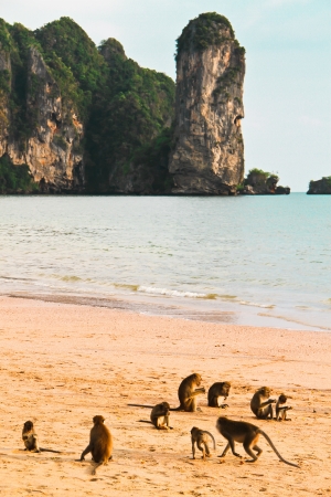 crazy monkey a Ao nangt beach Krabi  Thailand の写真素材