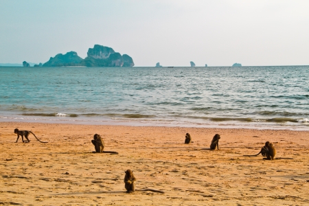 monkey chillout on Ao nang beach Krabi Thailandの写真素材