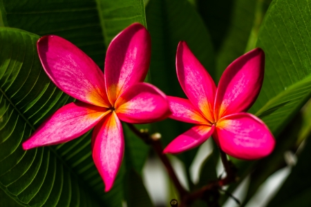 shocking pink flowerの写真素材