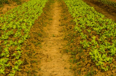 Lectuce on the fieldの写真素材