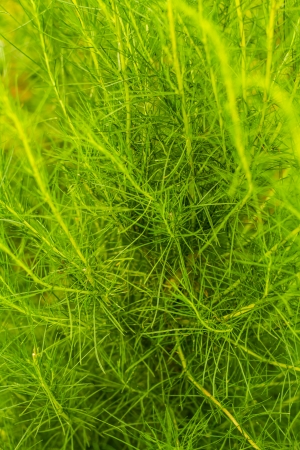 herbal vegetableの写真素材